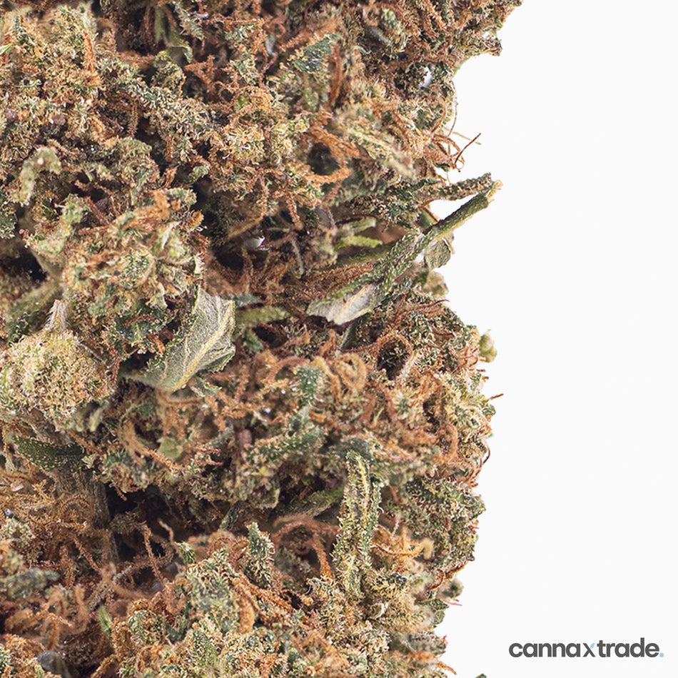 Flower | 'Cherry Kush' | CBD | 100g Sample