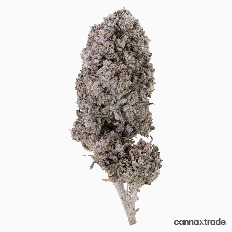 Flower | 'Cherry Pie 23' | THCA | Coated | 100g Sample