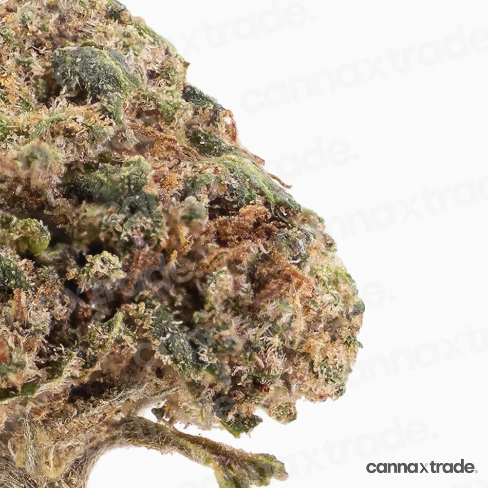 Flower | 'Orange Small Buds' | CBD | 3g Sample