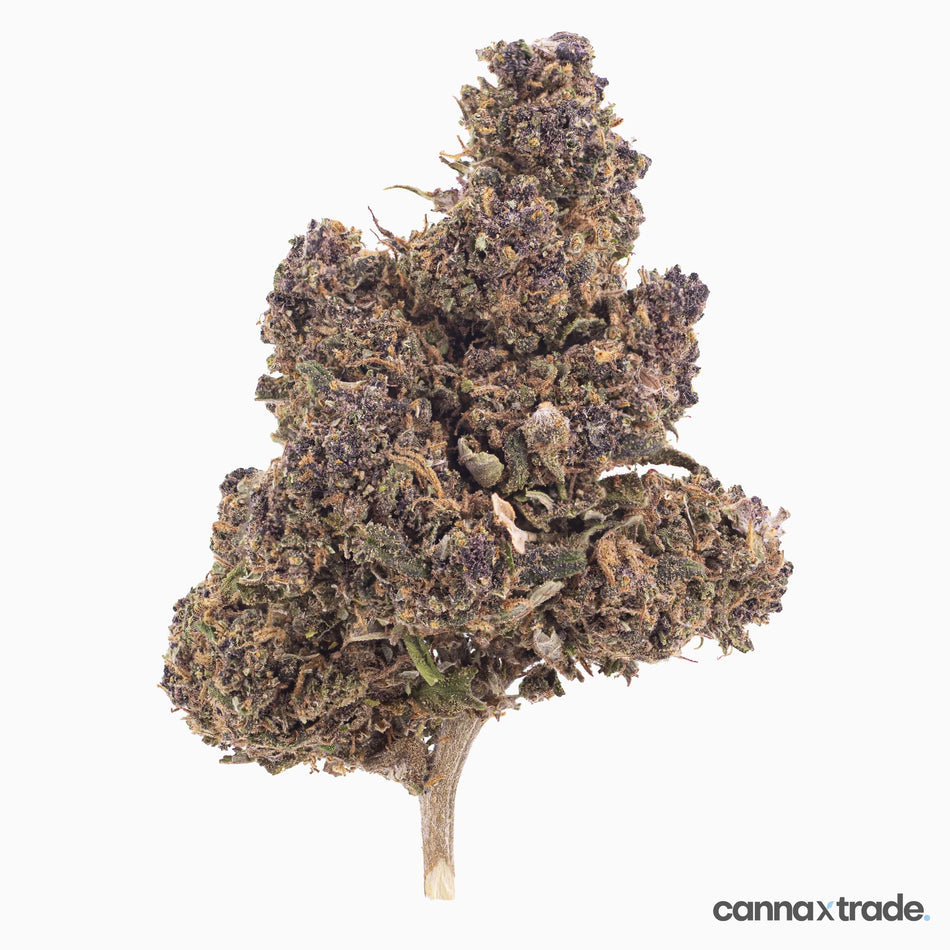 Flower | 'Purple Indoor' | CBD | 100g Sample