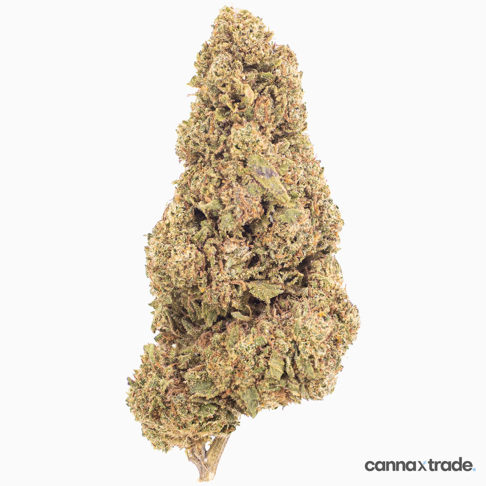 Flower | 'Raspberry Kush' | CBD | 100g Sample