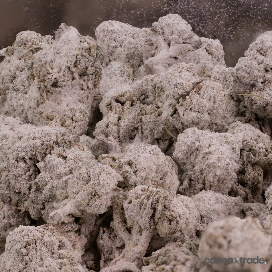 Flower | 'Rhino O.G. Indoor 25' | THCA | Coated | 100g Sample