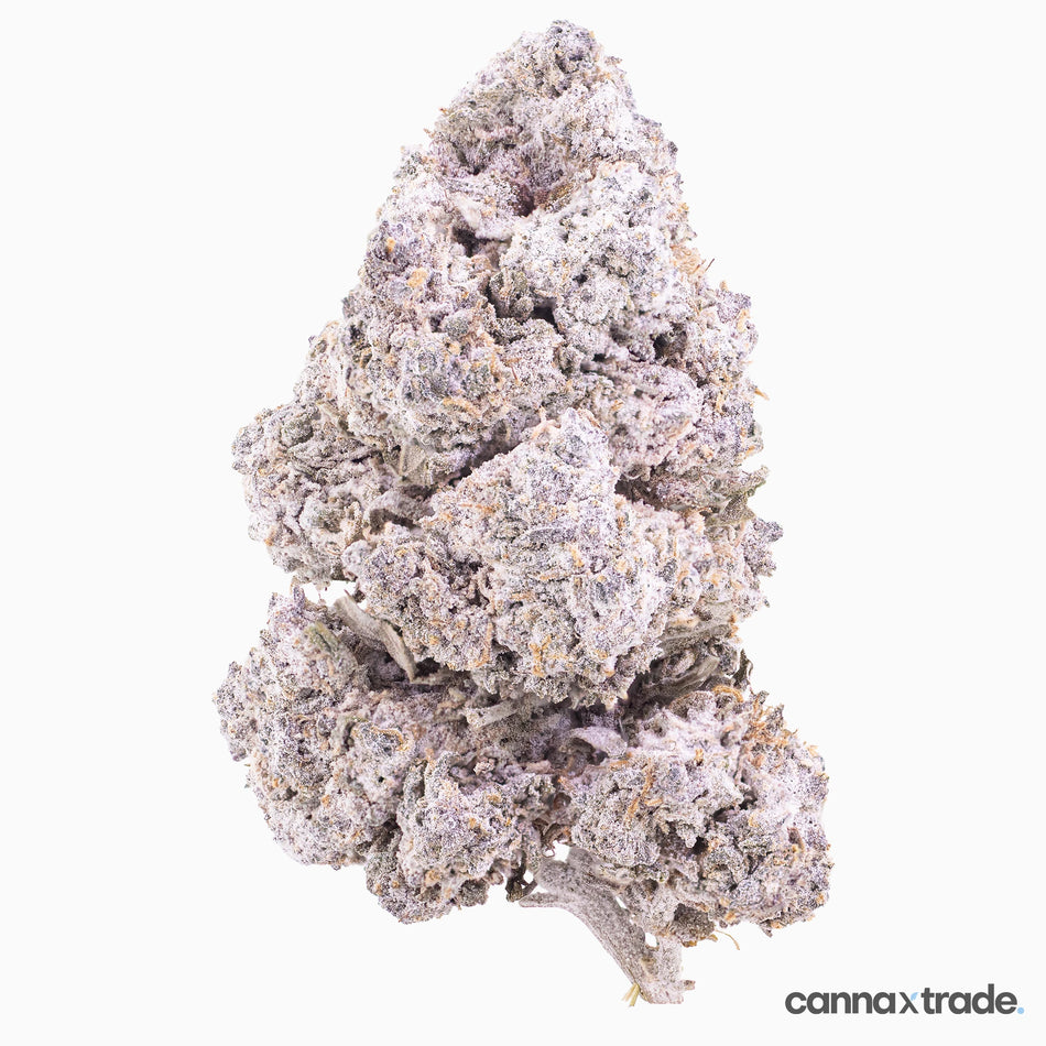 Flower | 'Purple Candy 24' | THCA | Coated | 100g Sample