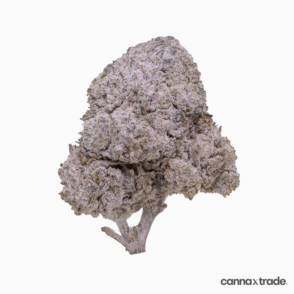 Flower | 'OG Kush 24 Big' | THCA | Coated | 100g Sample